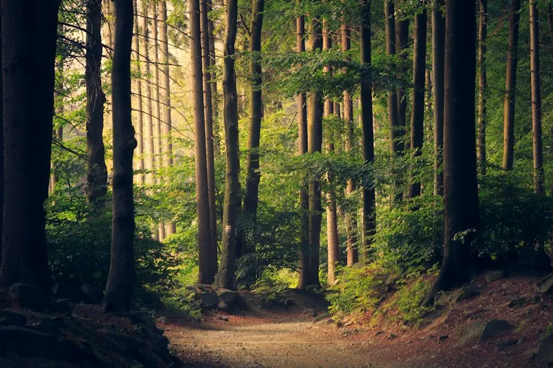 朝の光が差し込む森の中の土の道