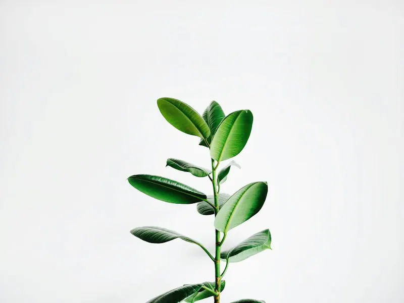 白い壁の前に置かれた、緑の葉の観葉植物